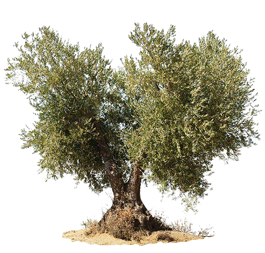 Olivo