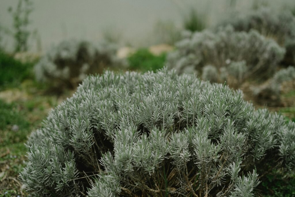 Arbusto mediterraneo