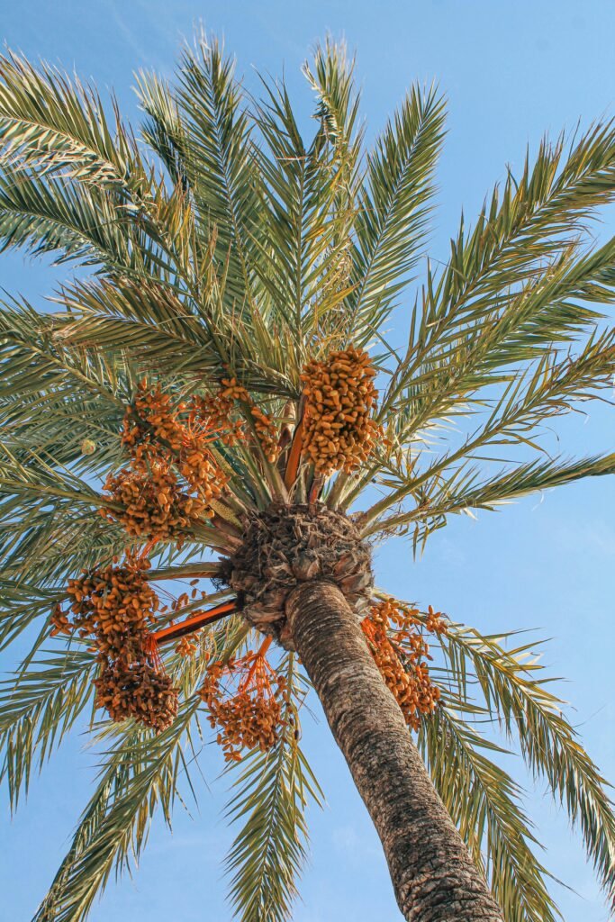 Palmera datilera