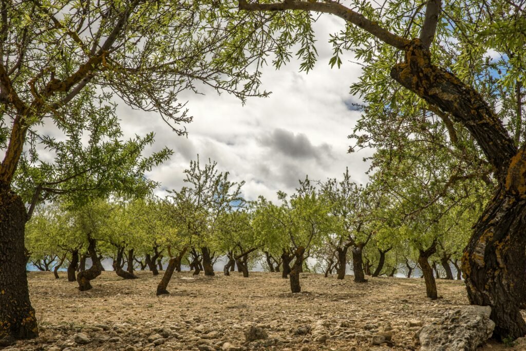 Bosque de olivos