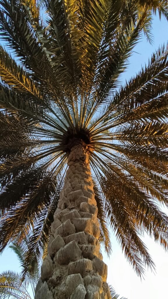 Palmera datilera