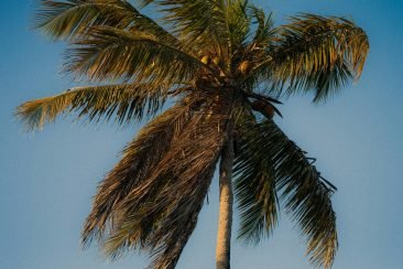 pexels-alef-morais-336305364-36085182 Palmera con lunas de fondo