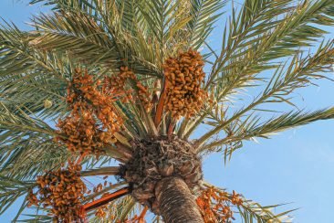 Palmera datilera