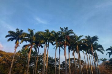 Palmeras datileras
